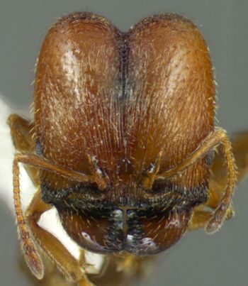 Media type: image;   Entomology 34395 Aspect: head frontal view